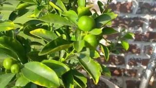 Fruiting Calamondin Kalamansi Citrus Tree in Container [upl. by Ahtimat685]