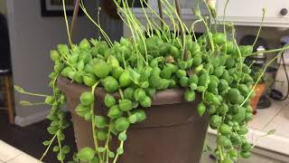 Succulent Sunday Senecio Raindrops or String of Figs [upl. by Perretta615]