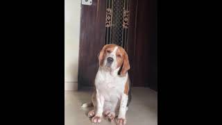 Breezer video viral sorts pyaar ♥️ [upl. by Esidarap962]