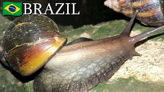 Giant African snails 🇧🇷 Brazil  v146 [upl. by Anaeg]