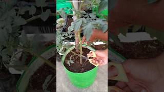 DO THIS with tomato 🍅 plants  Tips to get lots of Tomatoes [upl. by Dis]