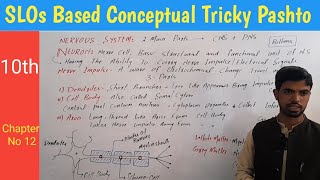 20 Neuron structure Dendrites  cell body  Axon  Myelin sheath biology in pashto [upl. by Eenalem]