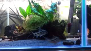 Corydoras Axelrodi spawning [upl. by Acinnod]