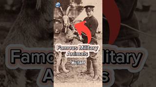 4 Heroic Military Animals shorts [upl. by Arundel301]