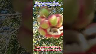 LOS GUAMUCHILESHUMOSPINZANES  ALPISQUES  P2 Y TÚ CÓMO LOS CONOCES [upl. by Assirok]