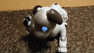 aiboの犬っぽい仕草🐶 Aibo is just like a real dog 【アイボ】 [upl. by Magdala]