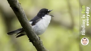 Listen to the European Pied Flycatcher Ficedula hypoleuca  Song  early morning [upl. by Brocky]