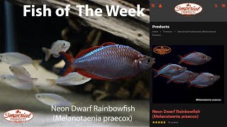 Neon Dwarf Rainbowfish Melanotaenia praecox 🐟❤️ imperialtropicals [upl. by Eemla]