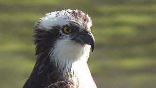 Gweilch Glaslyn 2023 Glaslyn Ospreys [upl. by Calandra]