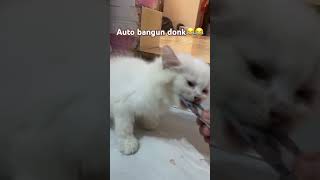 Auto bangun donk kitten cat catlover cute kucing [upl. by Errick]