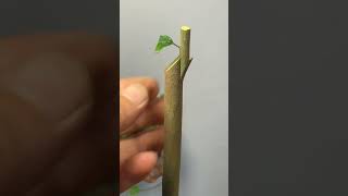 Best method and unique ideas for the grafting of fruit trees grafting plants garden tree​ [upl. by Ennovyhc]