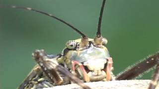 Katydids of Costa RicaMasters of Camouflage and Mimicry [upl. by Lowson]