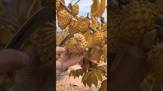 How to grow amazing testy fruit and colour custard fruitbeautifulnaturalfruitgradntrendingsong [upl. by Nelrah]