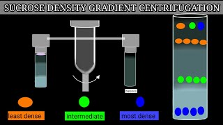 Sucrose Density Gradient Centrifugation [upl. by Haisej972]