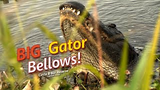 BIG Gator Bellows [upl. by Hpsoj]