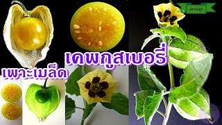 Cape Gooseberry  วิธีเพาะเมล็ดเคพกูสเบอร์รี่ โทงเทงฝรั่ง ปลูกผลไม้เคพกูสเบอร์รี่ [upl. by Cuthburt]