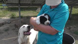 Winfried Mennle Berufsschäfer aus Brandenburg berichtet über Herdenschutzhunde [upl. by Aneras977]