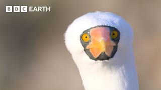 Extraordinary Nature Scenes in 4K  BBC Earth [upl. by Adair]