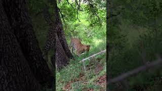 Leopard Gets a Scare While Playing with Its Food [upl. by Willie]