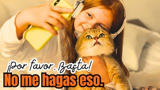 🌟 Descubre El Secreto Para Hacer Feliz A Tu Gato 🐱 ¡no Te Lo Pierdas 😻 [upl. by Alida]