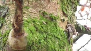 Treecreeper 141124 Bishopbriggs Park [upl. by Nancey]