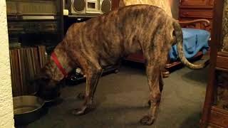 Dogo Canario frisst  Perro de Presa Canario eating  Dogue des Canaries manger [upl. by Fahy939]