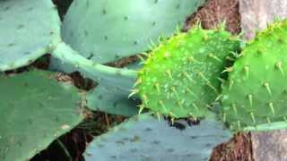 Cactus quotFleshquot Cleans Up Toxic Water  Science Nation [upl. by Ahsaercal833]