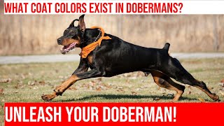 Exploring the Different Doberman Coat Colors and Patterns [upl. by Tamqrah494]