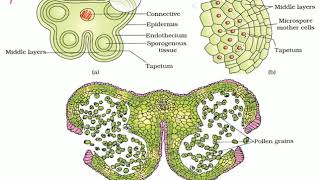 L4 Structure of Microsporangia and TS of a Mature Anther [upl. by Calvin781]