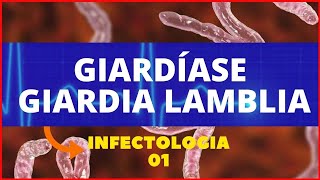 GIARDÍASE  GIARDIA LAMBLIA GIARDIA  PARASITOLOGIA INFECTOLOGIA [upl. by Amisoc]