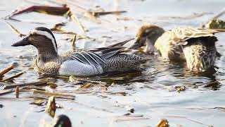 발구지 2 Garganey 2 [upl. by Templas]