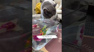 Toy fish for cat Link is on bio or copywwwniopetscom [upl. by Beltran41]