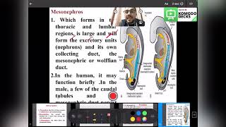 Urinary embryology S2L1 module [upl. by Leraj]