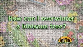 How can I overwinter my hibiscus tree [upl. by Irab]