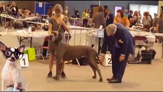 Dogshow Mechelen Duitse doggen van AzigoFarm [upl. by Laitselec967]