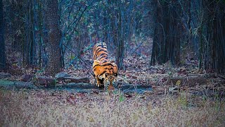 Tadoba Tiger ROARing loudly in Wildlife Safari Walking Drinking of the Beast 2023 [upl. by Seko159]