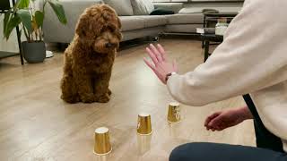 Labradoodle puppy playing ball and cup [upl. by Lajib]