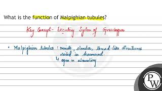 What is the function of Malpighian tubules [upl. by Cato]