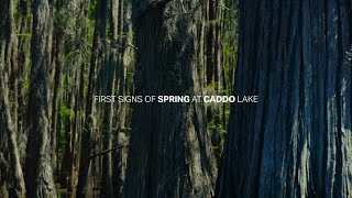 FIRST SIGNS OF SPRING AT CADDO LAKE short version [upl. by Eggett]