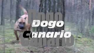 Dogo Canario [upl. by Nevanod]