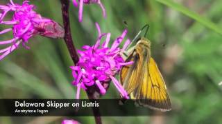 Longleaf Pine Preserve Ecobuggy Tour [upl. by Packston445]