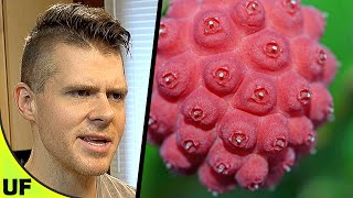 Most Disappointing Berrry Kousa Dogwood Berry Taste Test  Unusual Foods [upl. by Ateloj]