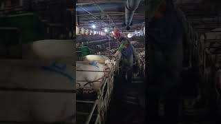 Pig Farm 🇰🇷 foryou pig shortvideo farming farm shortsfeed piggy shorts short india usa [upl. by Lletnom595]