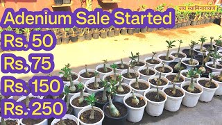 Adenium Sale Started At Akshar Plants amp Planters AdeniumForSale AdeniumSale [upl. by Ancilin]