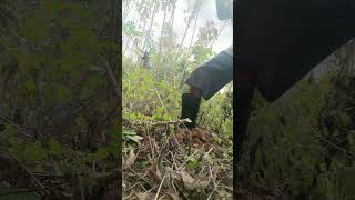 Harvesting cassava part 486 shorts farming cassava nature cassavaroots cassavafarming [upl. by Carma575]