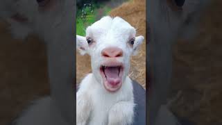 goats kid sound cuteanimals shortvideo [upl. by Bernarr]