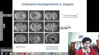 Injection of C elegans Gonads [upl. by Berk]