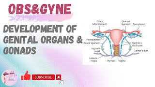 Development Of Genital Organ And Gonads [upl. by Lekym]