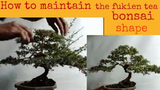 How to maintain the fukien tea bonsai shape [upl. by Zuliram821]