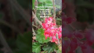 Heuchera brizoides Coral bellsヒューケラ휴케라루비벨ツボサンゴ 붉은꽃 바위취 꽃말quot절실한 사랑quot 범의귀과 꽃이름 flower 花の名前 [upl. by Atikehs769]